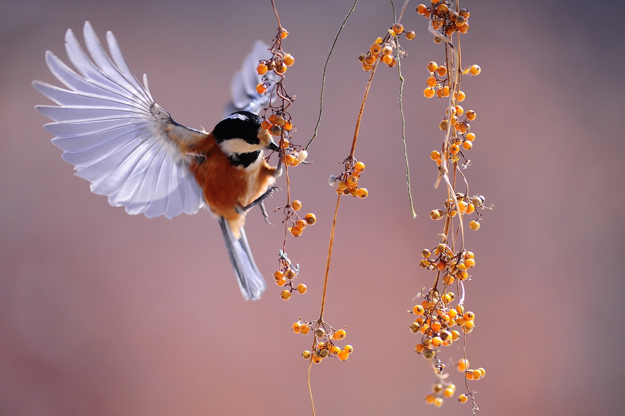 Comment créer un jardin attractif pour les oiseaux