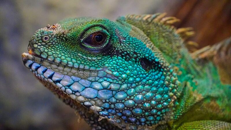 Comment prendre soin de votre reptile de compagnie