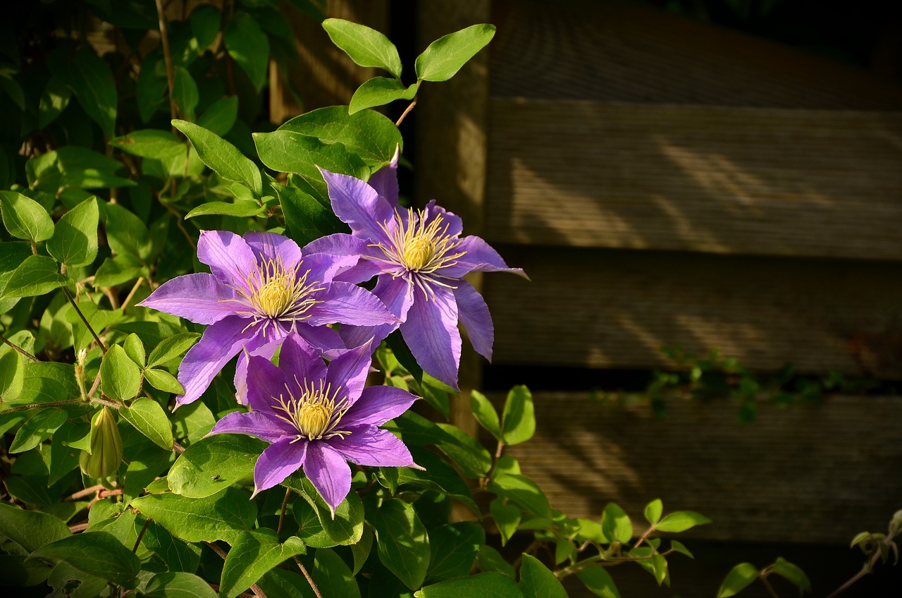 Les plantes grimpantes à fleurs les plus spectaculaires pour habiller vos murs