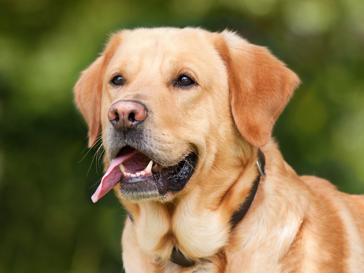 Les astuces pour dresser efficacement votre chien