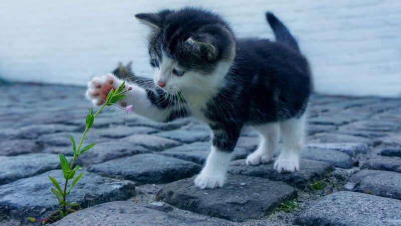 Les méthodes efficaces pour résoudre les problèmes de comportement chez les chats