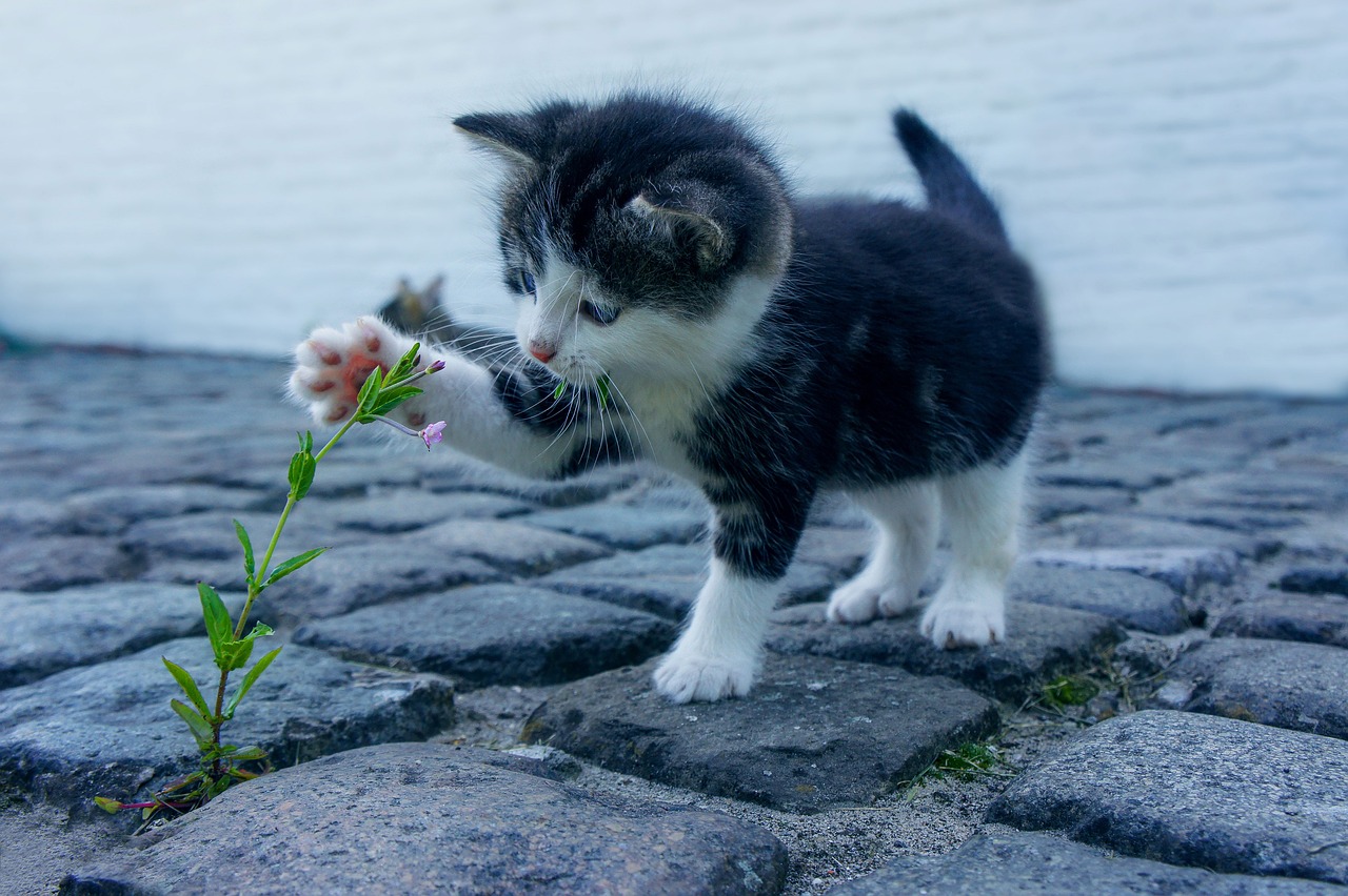 Les méthodes efficaces pour résoudre les problèmes de comportement chez les chats