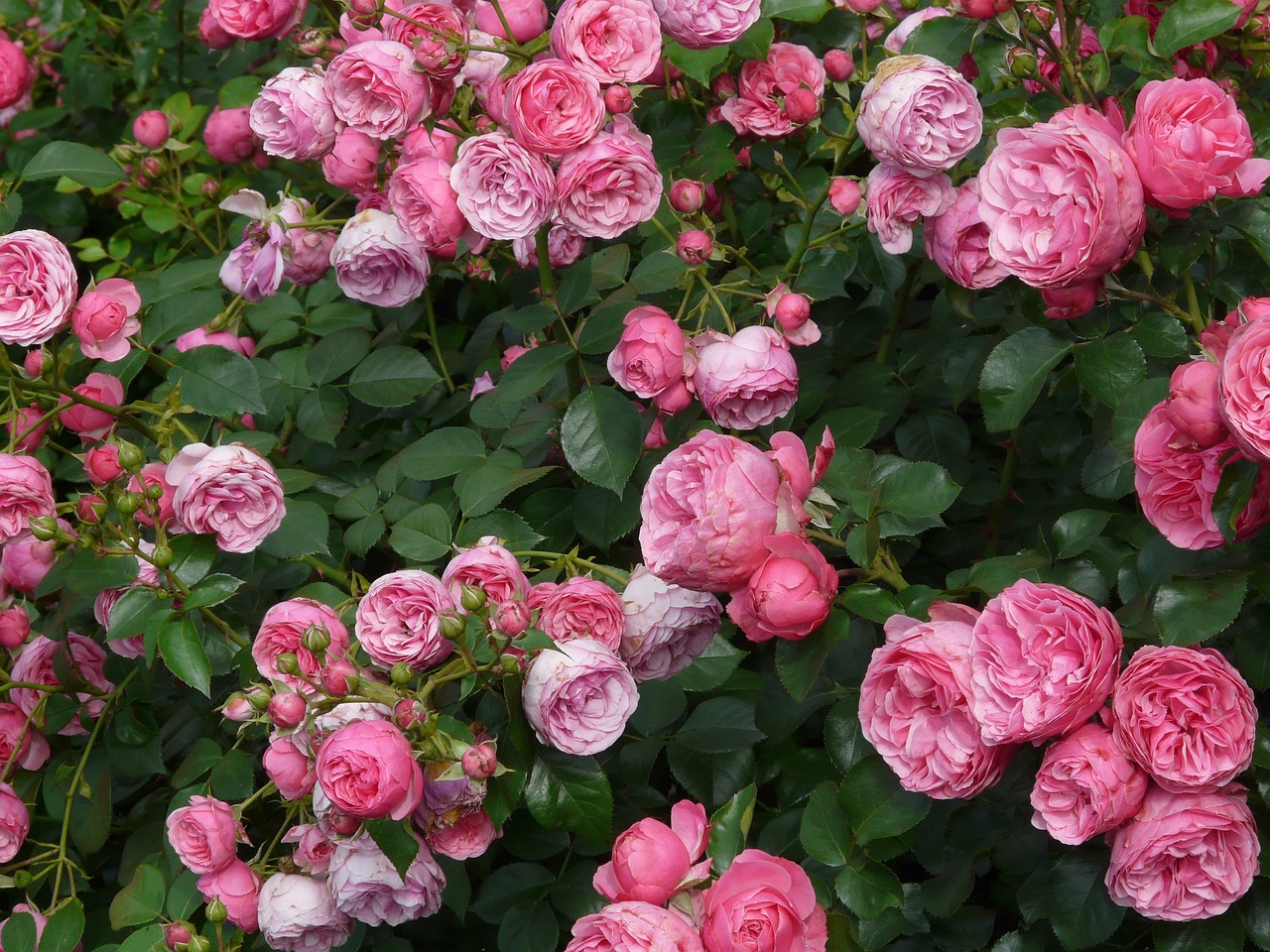 Comment bien tailler vos rosiers : les gestes et les périodes clés