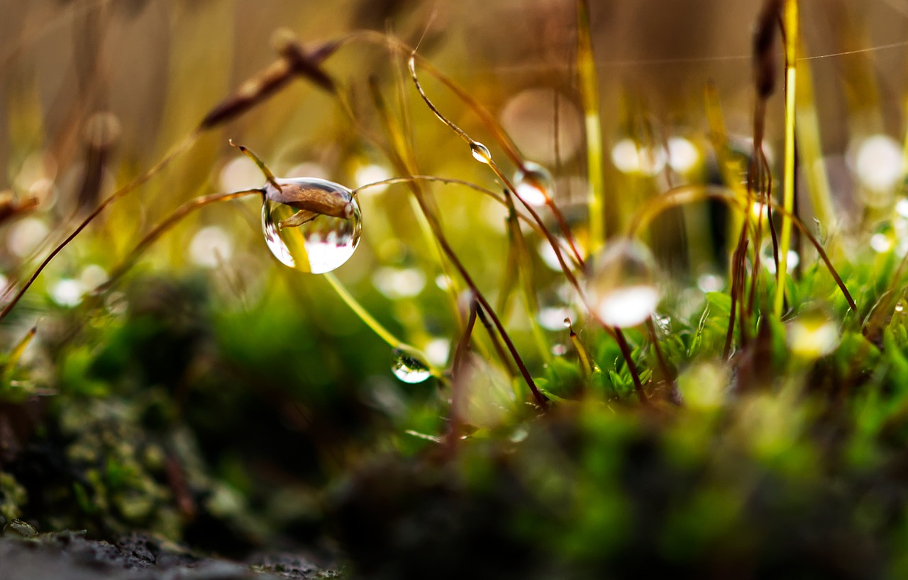 Conseils pratiques pour économiser l’eau au jardin