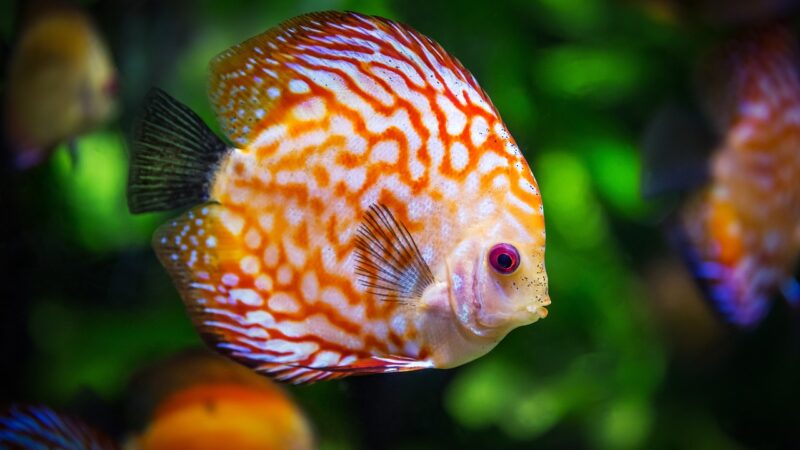 Comment choisir les bons poissons pour votre aquarium : compatibilité et besoins spécifiques