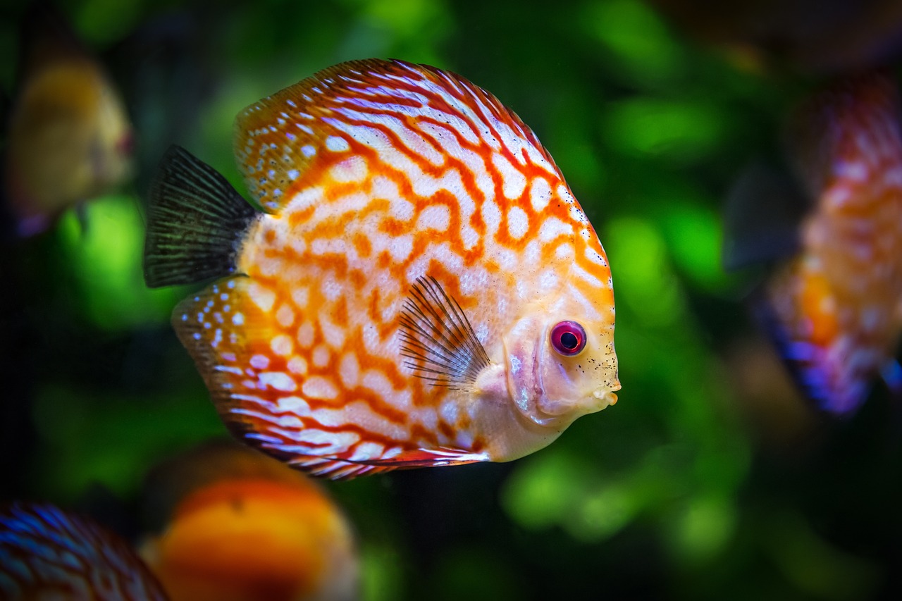 Comment choisir les bons poissons pour votre aquarium : compatibilité et besoins spécifiques