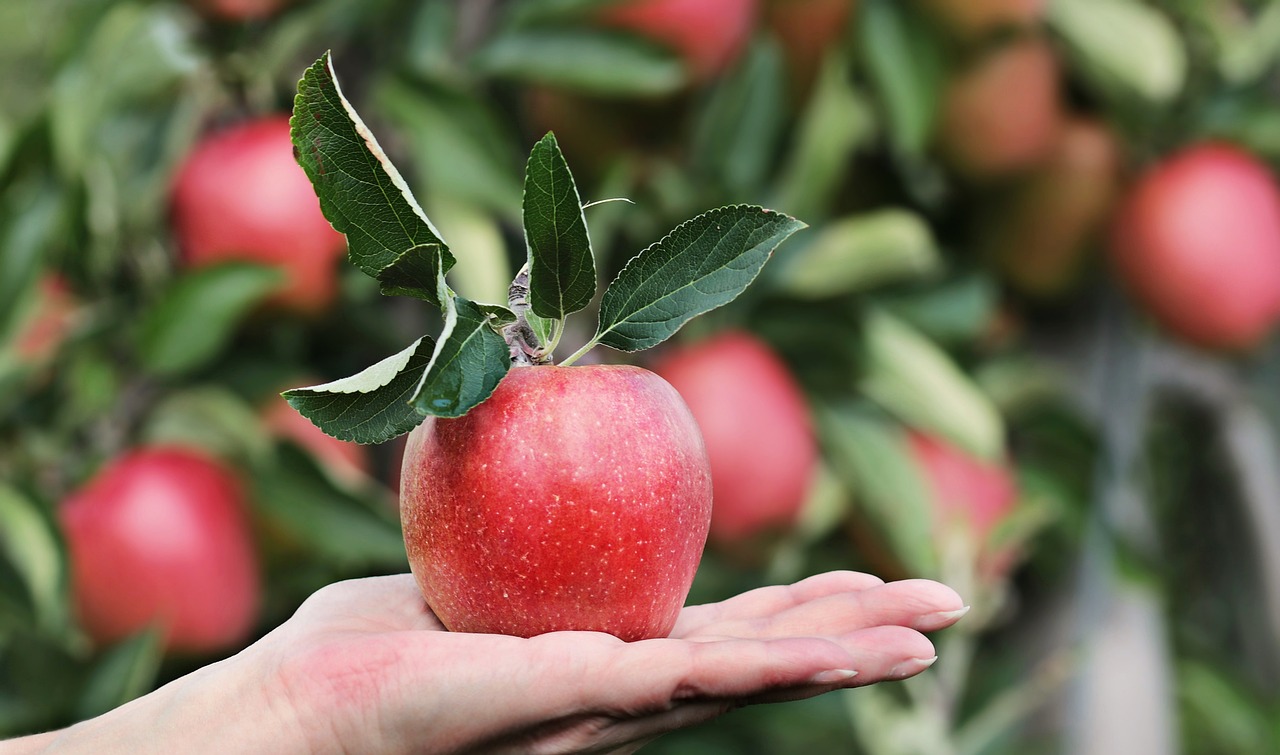 Les pratiques d’amendement du sol pour des arbres fruitiers en bonne santé