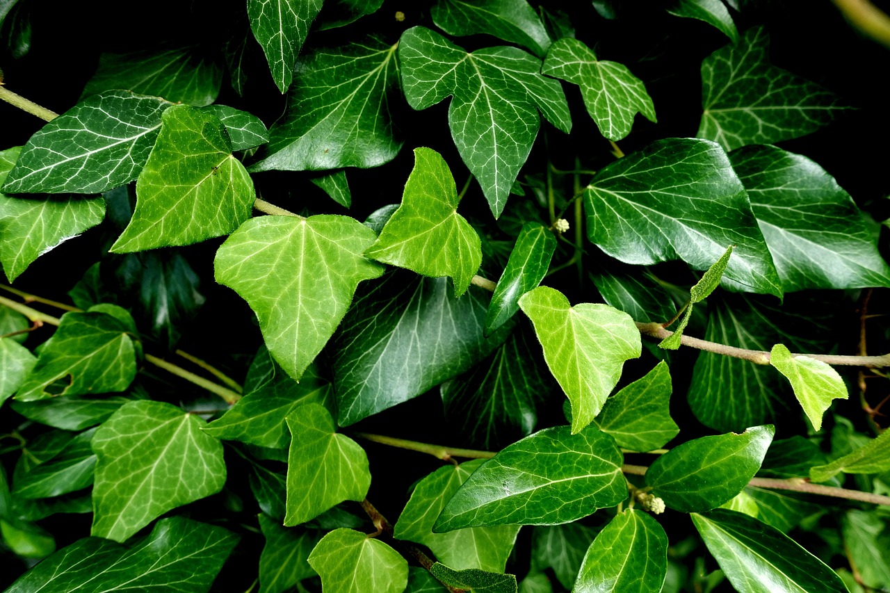 Les plantes grimpantes à floraison automnale : prolongez la beauté de votre jardin