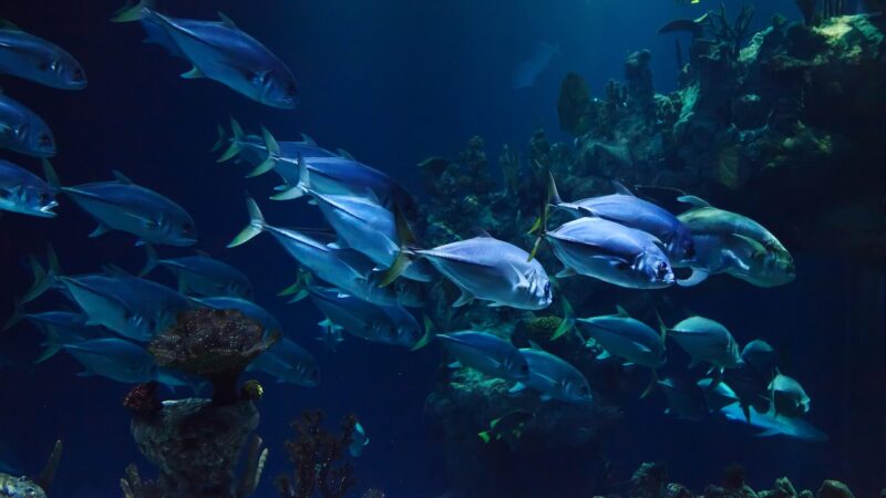 Comment choisir les bons compagnons de nettoyage pour votre aquarium