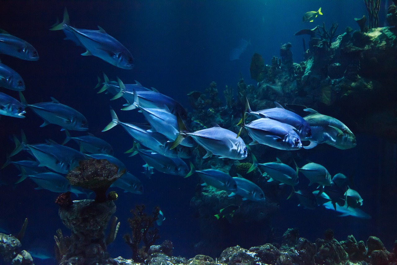 Comment choisir les bons compagnons de nettoyage pour votre aquarium