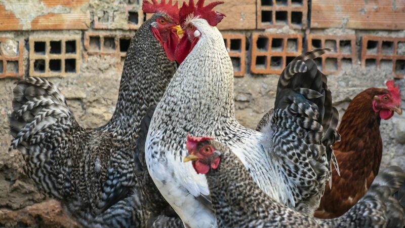 Comment construire un poulailler fonctionnel et sûr pour vos poules