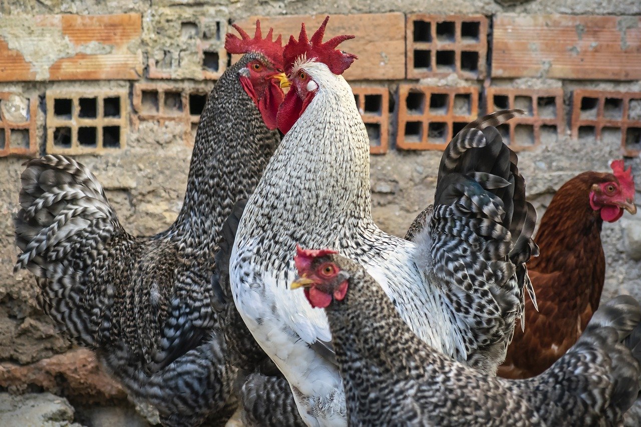 Comment construire un poulailler fonctionnel et sûr pour vos poules