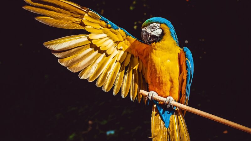 Comment prévenir et éliminer les problèmes de plumage chez les oiseaux de compagnie