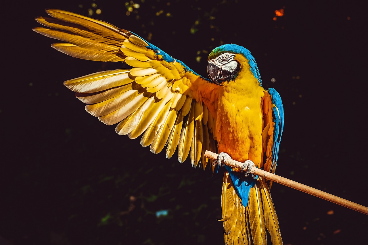 Comment prévenir et éliminer les problèmes de plumage chez les oiseaux de compagnie