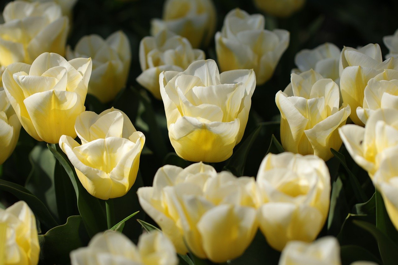 La division des bulbes : multipliez vos fleurs printanières facilement