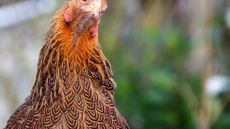 Les meilleures races de poules pondeuses pour votre basse-cour