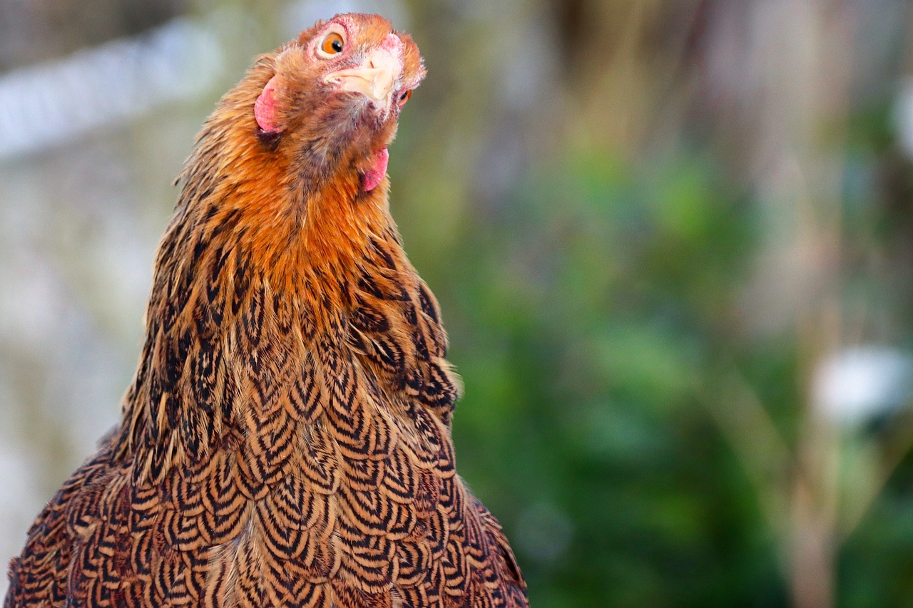 Les meilleures races de poules pondeuses pour votre basse-cour