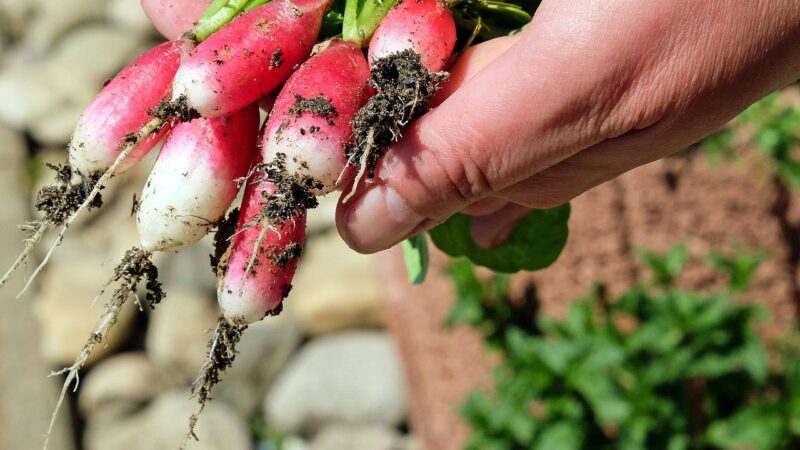 Créez votre propre potager urbain : conseils de jardinage pour les espaces restreints