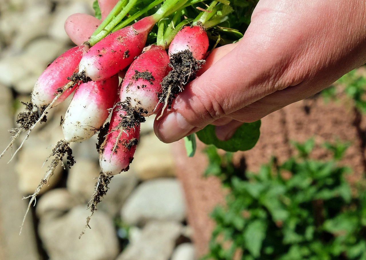 Créez votre propre potager urbain : conseils de jardinage pour les espaces restreints