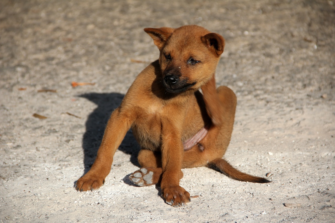 Les astuces pour prévenir et éliminer les puces et les tiques chez votre chien