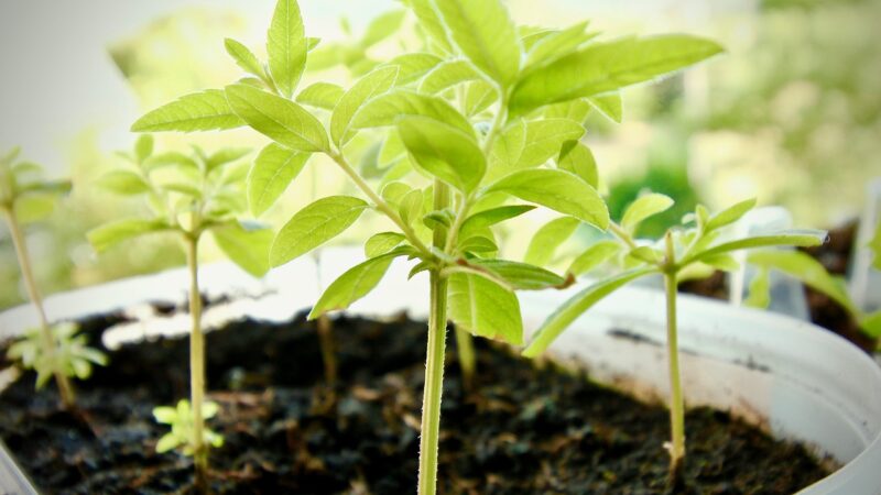 Les techniques de bouturage pour propager vos plantes préférées