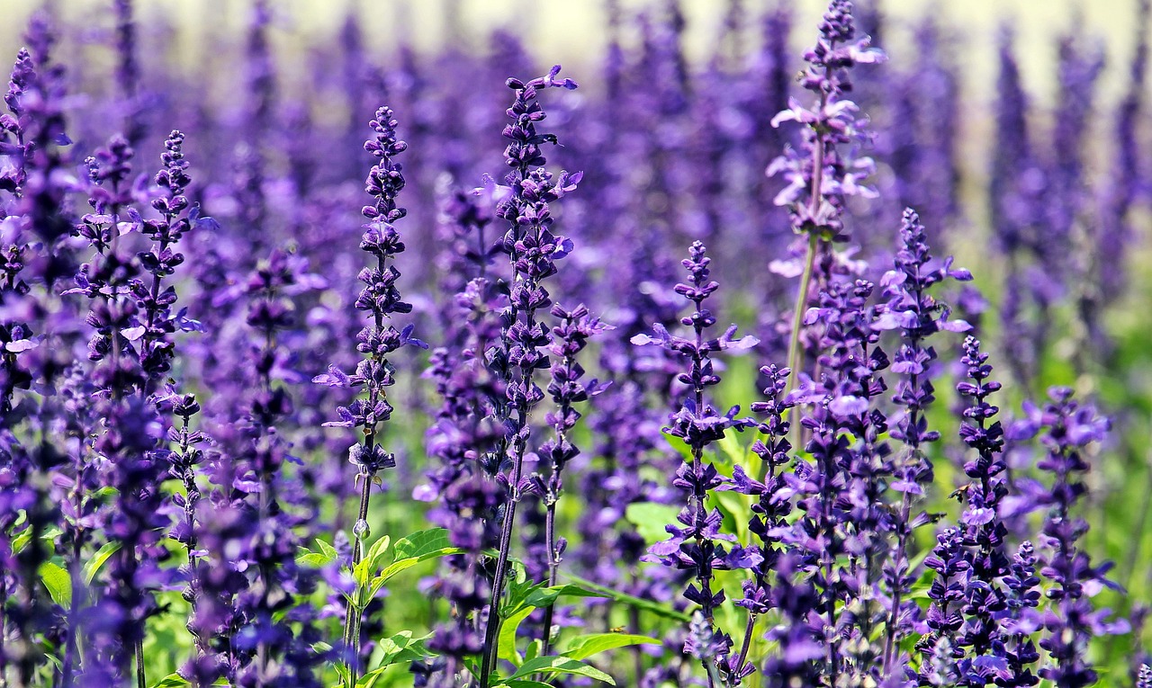 Les plantes nectarifères pour nourrir les insectes pollinisateurs dans votre jardin