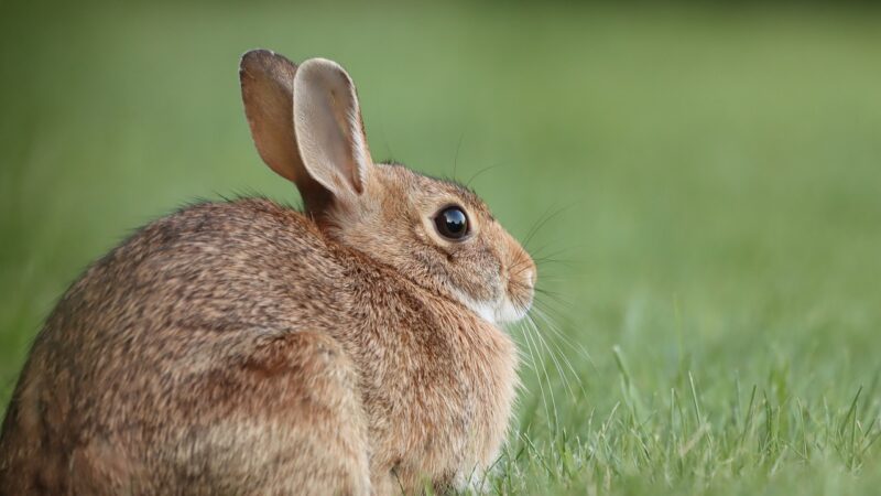 Les astuces pour apprivoiser et établir une relation de confiance avec votre lapin