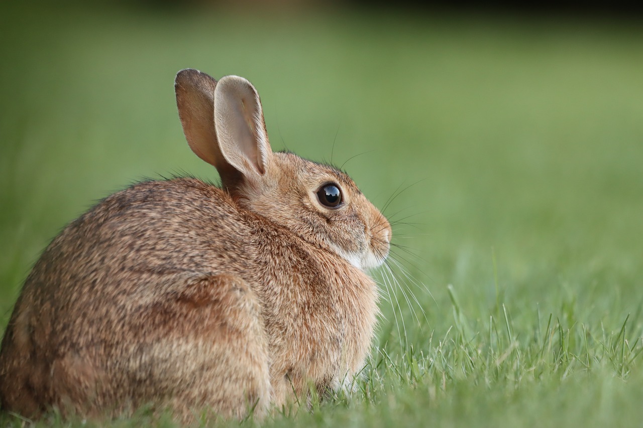 Les astuces pour apprivoiser et établir une relation de confiance avec votre lapin