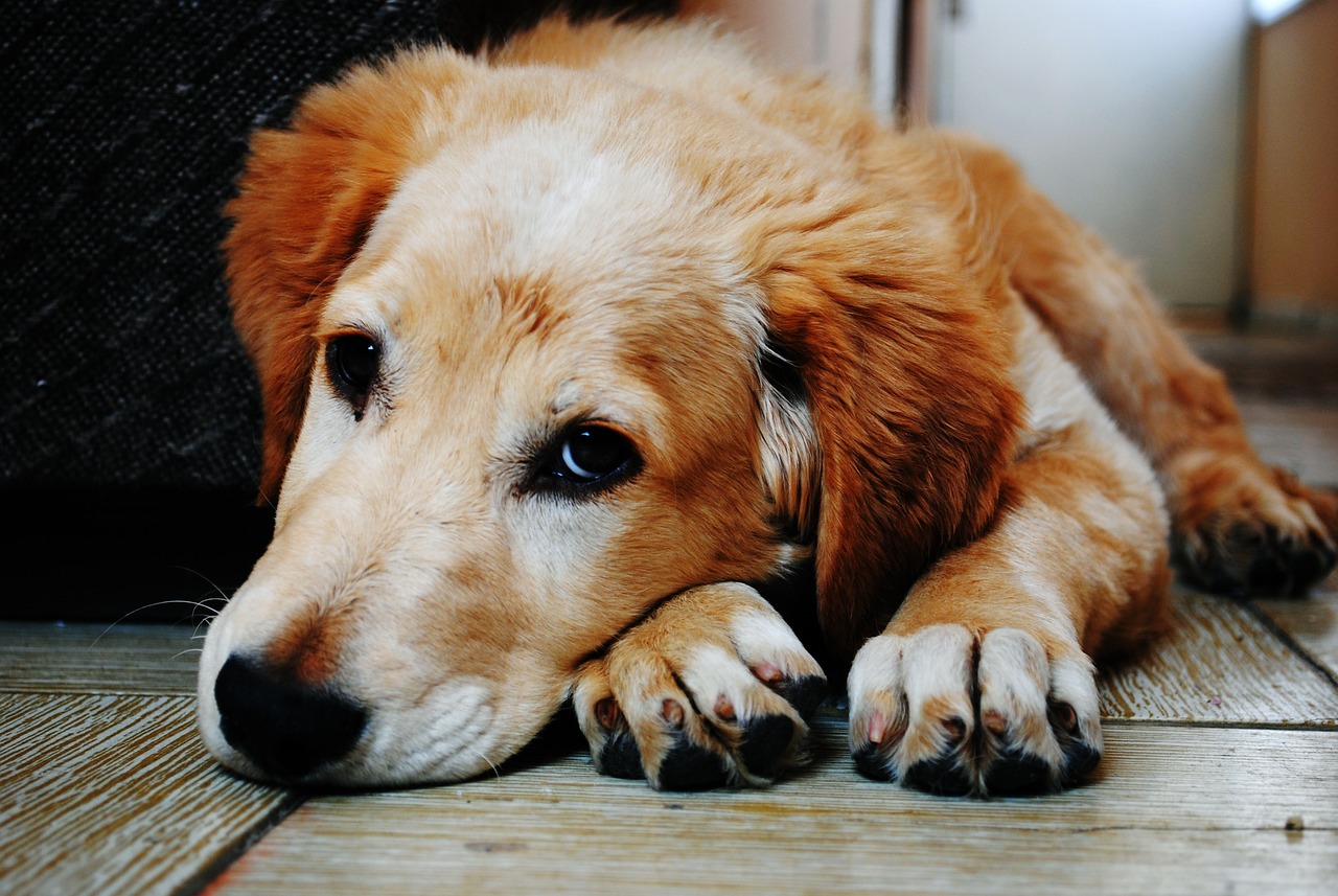 Comment prévenir les problèmes de comportement liés à la séparation chez les chiens