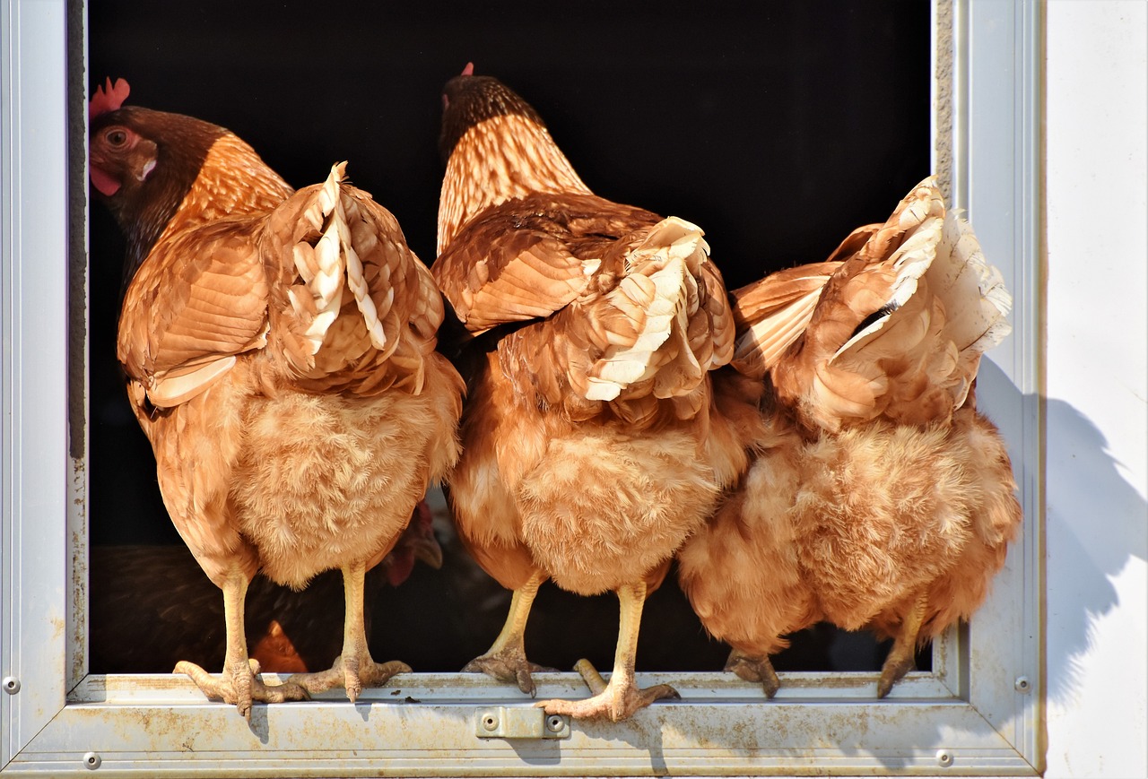 Guide complet pour élever des poules dans votre jardin