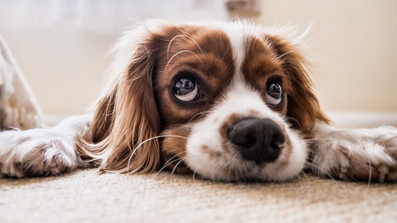 Les bienfaits de la méditation avec votre chien : renforcer le lien d’amour