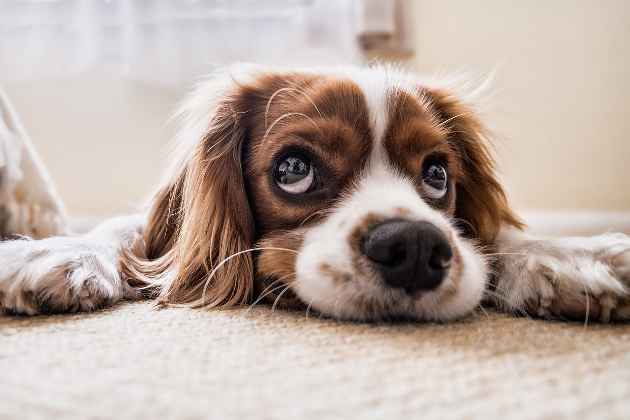 Les bienfaits de la méditation avec votre chien : renforcer le lien d’amour