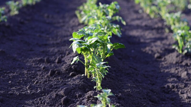 Comment planifier l’aménagement de votre potager pour maximiser l’espace