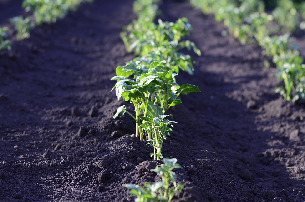 Comment planifier l’aménagement de votre potager pour maximiser l’espace