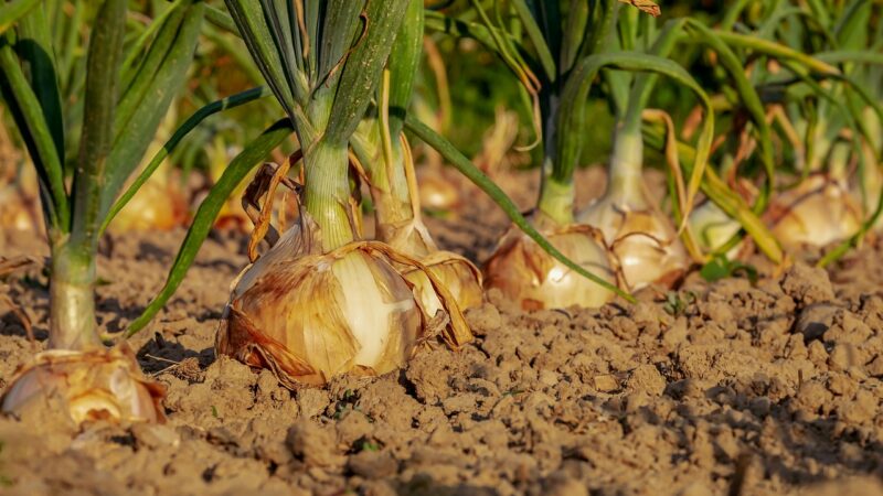 Les astuces pour prolonger la saison de croissance dans votre potager