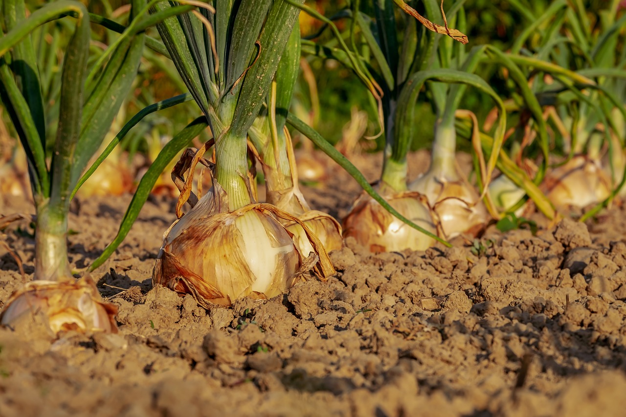 Les astuces pour prolonger la saison de croissance dans votre potager