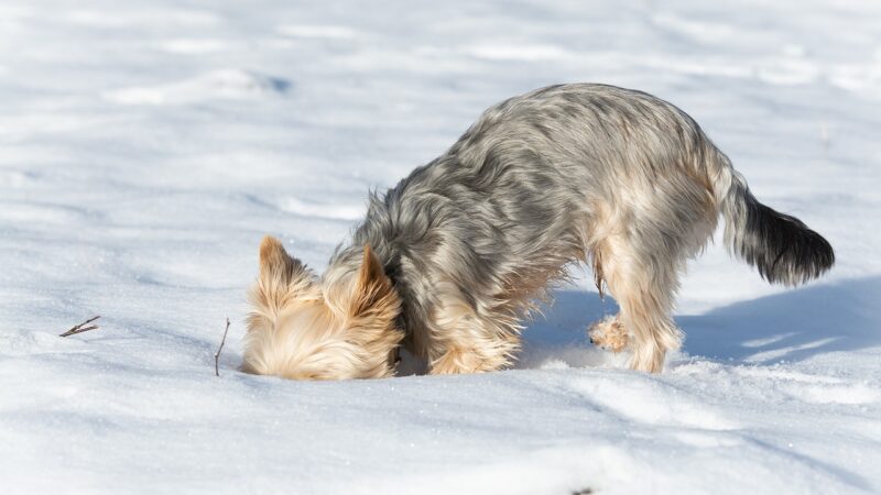 Les astuces pour empêcher votre chien de creuser dans le jardin