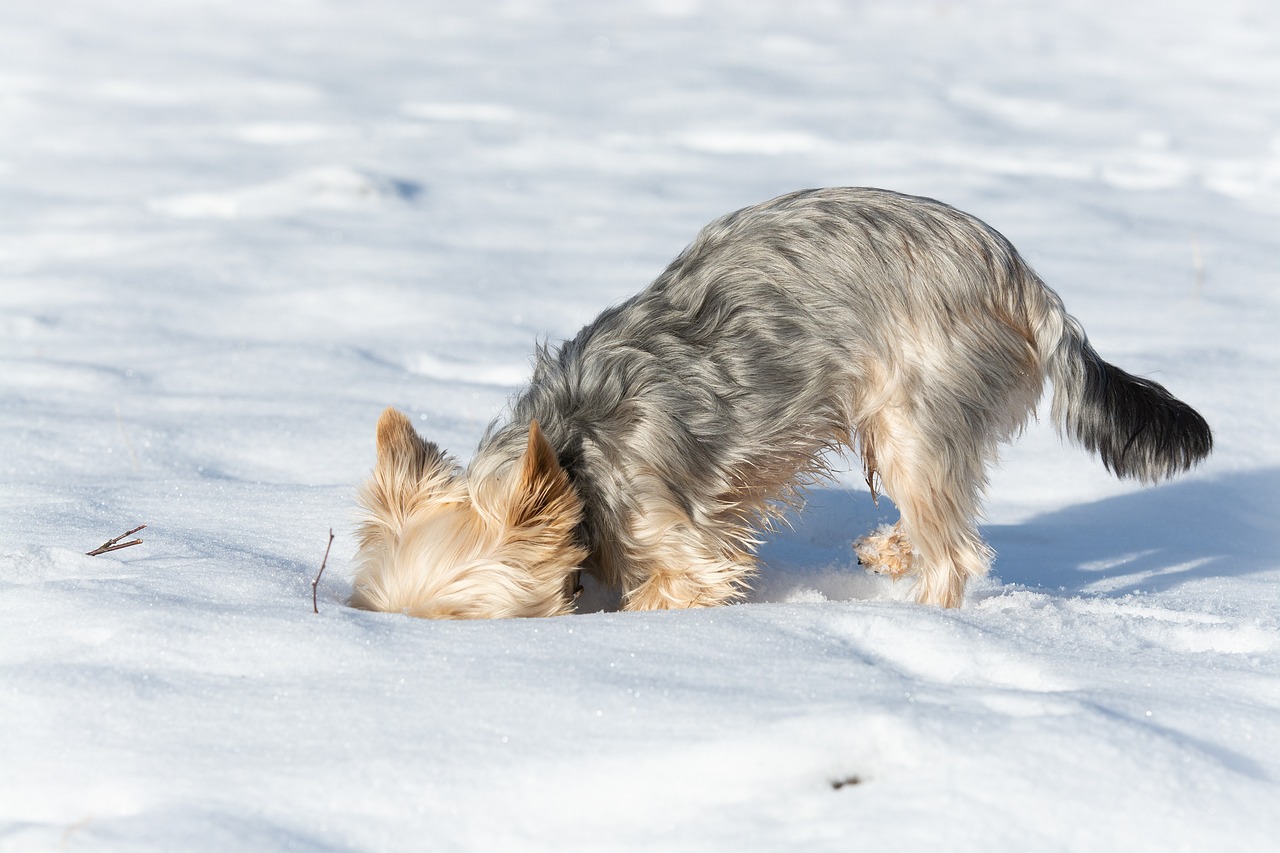 Les astuces pour empêcher votre chien de creuser dans le jardin