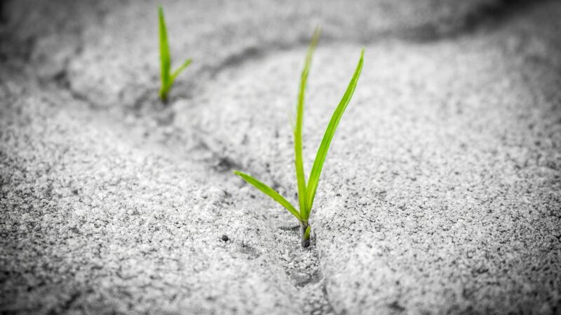 La gestion des mauvaises herbes dans votre potager : conseils pratiques