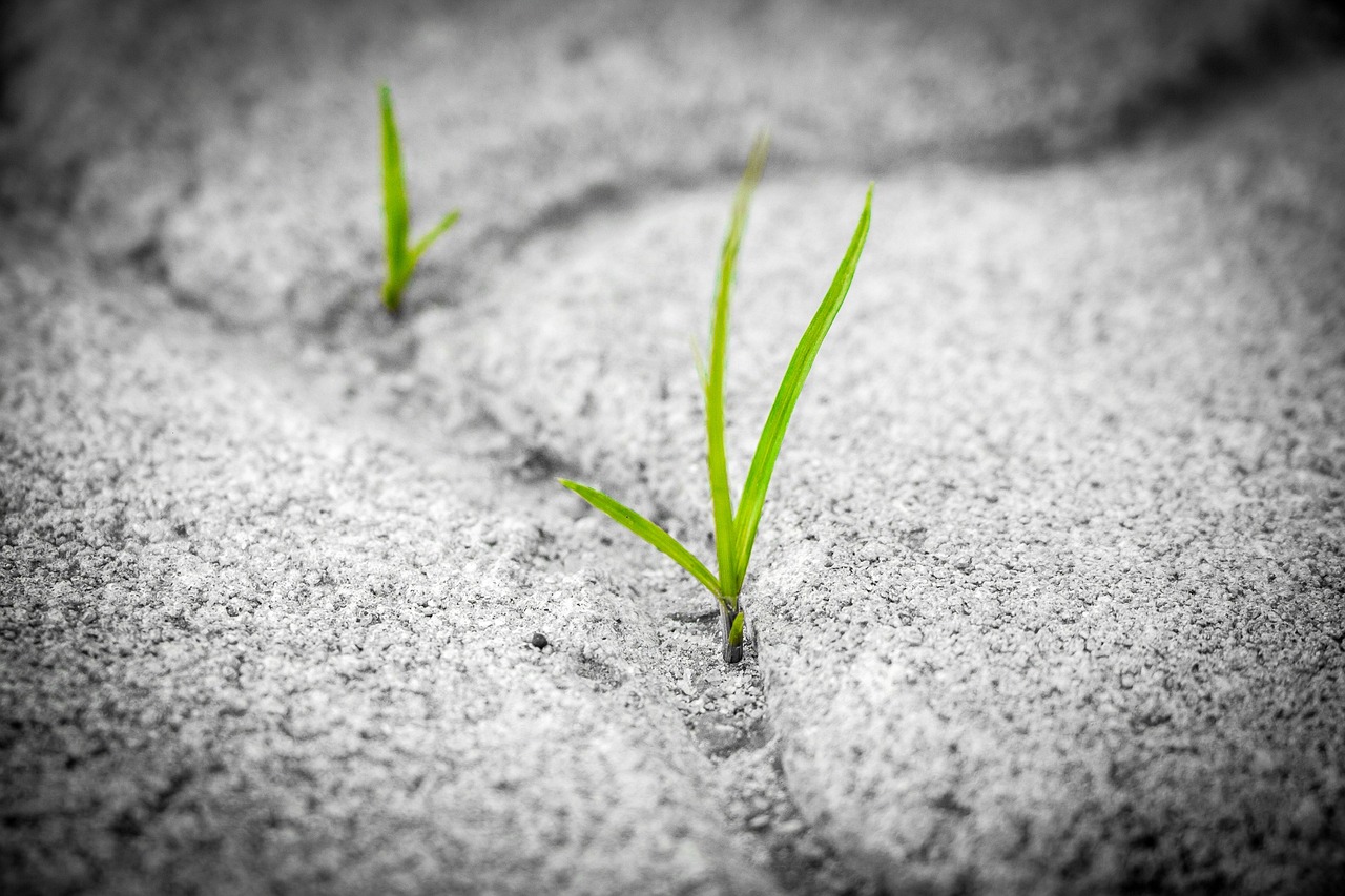 La gestion des mauvaises herbes dans votre potager : conseils pratiques