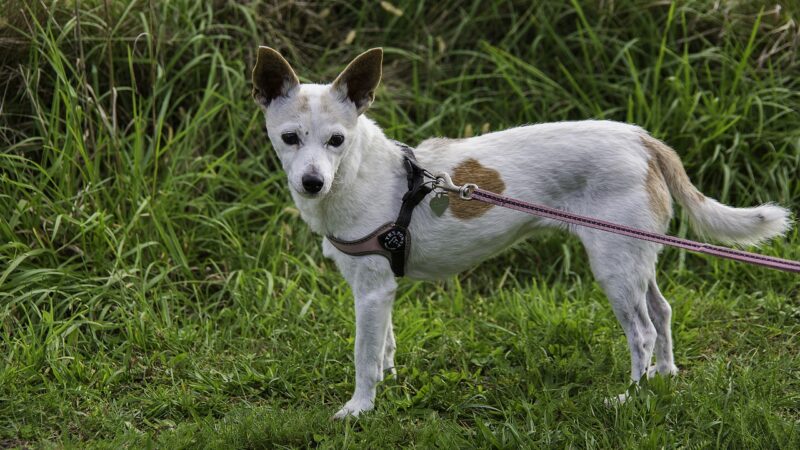 Les bienfaits du clicker training pour renforcer l’apprentissage de votre chien