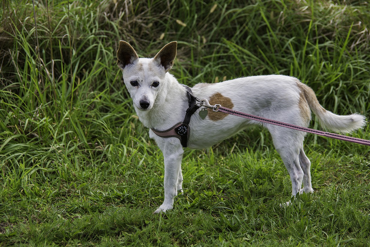 Les bienfaits du clicker training pour renforcer l’apprentissage de votre chien