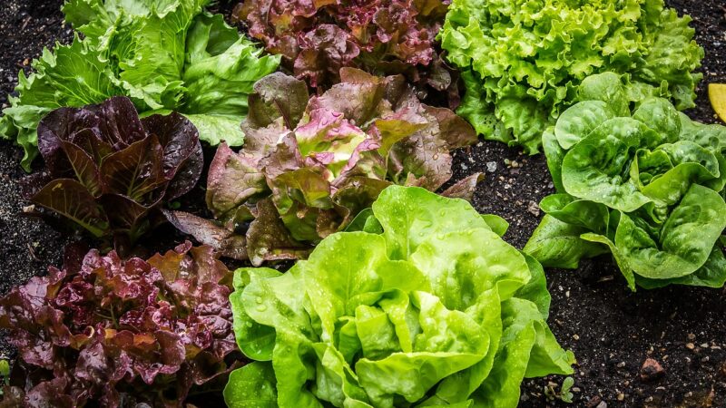 Comment lutter naturellement contre les ravageurs du potager