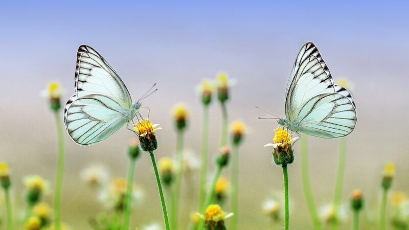 Les secrets de la pollinisation manuelle pour augmenter vos récoltes