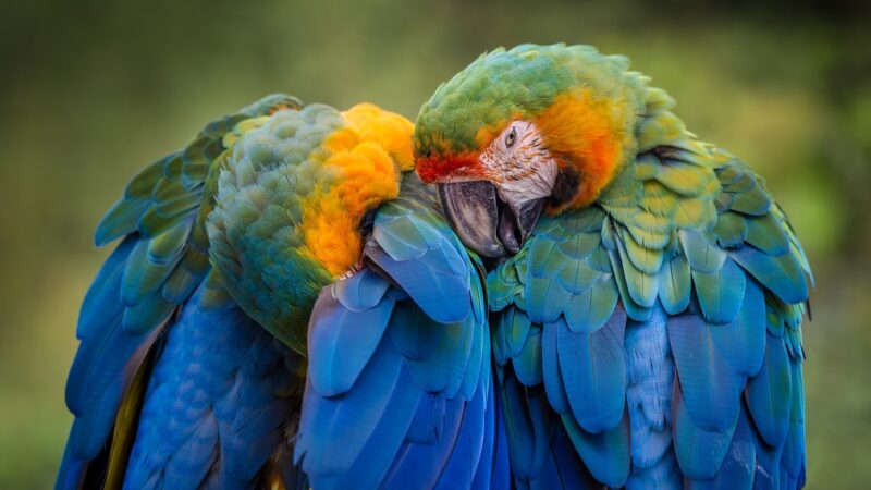 Les meilleures espèces d’oiseaux de compagnie pour les débutants