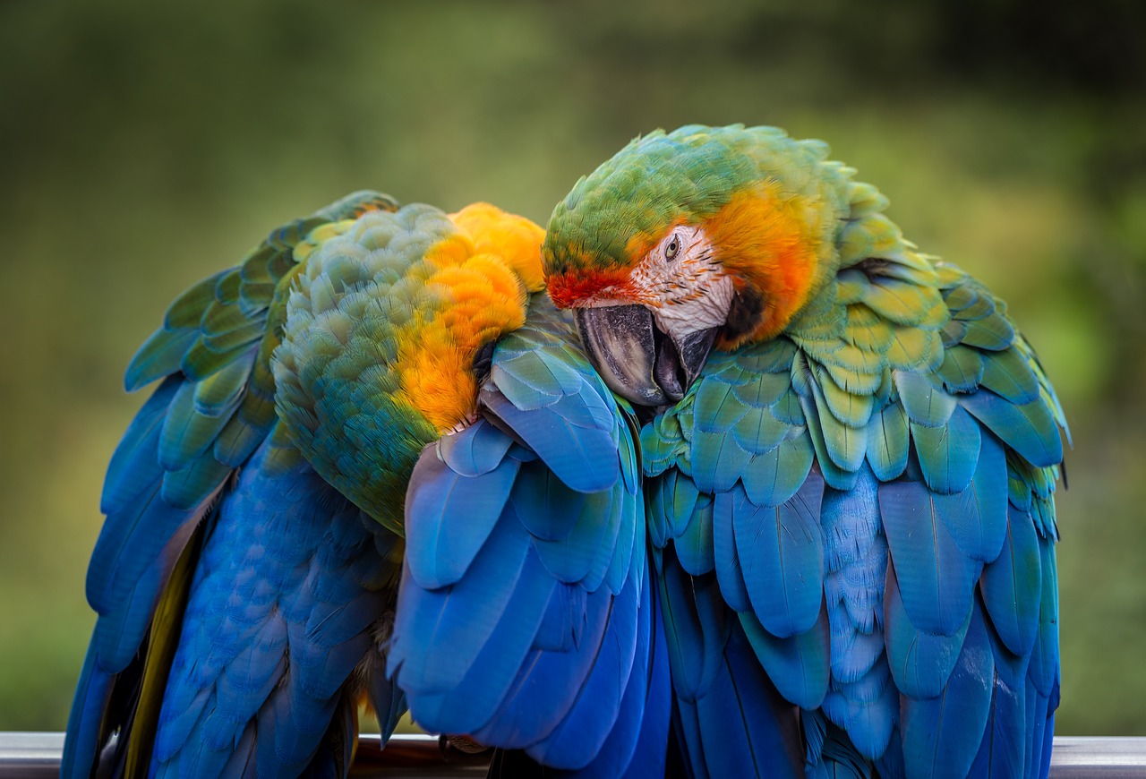 Les meilleures espèces d’oiseaux de compagnie pour les débutants