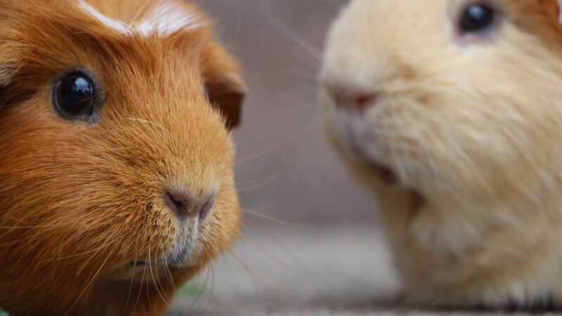 Guide complet pour prendre soin de votre cochon d’Inde domestique