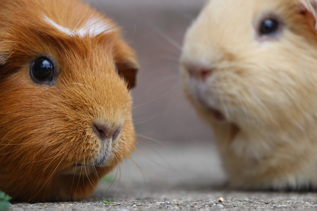 Guide complet pour prendre soin de votre cochon d’Inde domestique