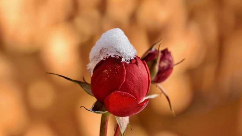 Jardinage en hiver : conseils pour protéger vos plantes du froid