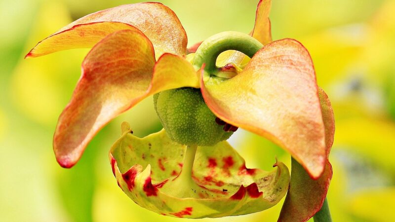 Les plantes carnivores : une collection fascinante à ajouter à votre jardin